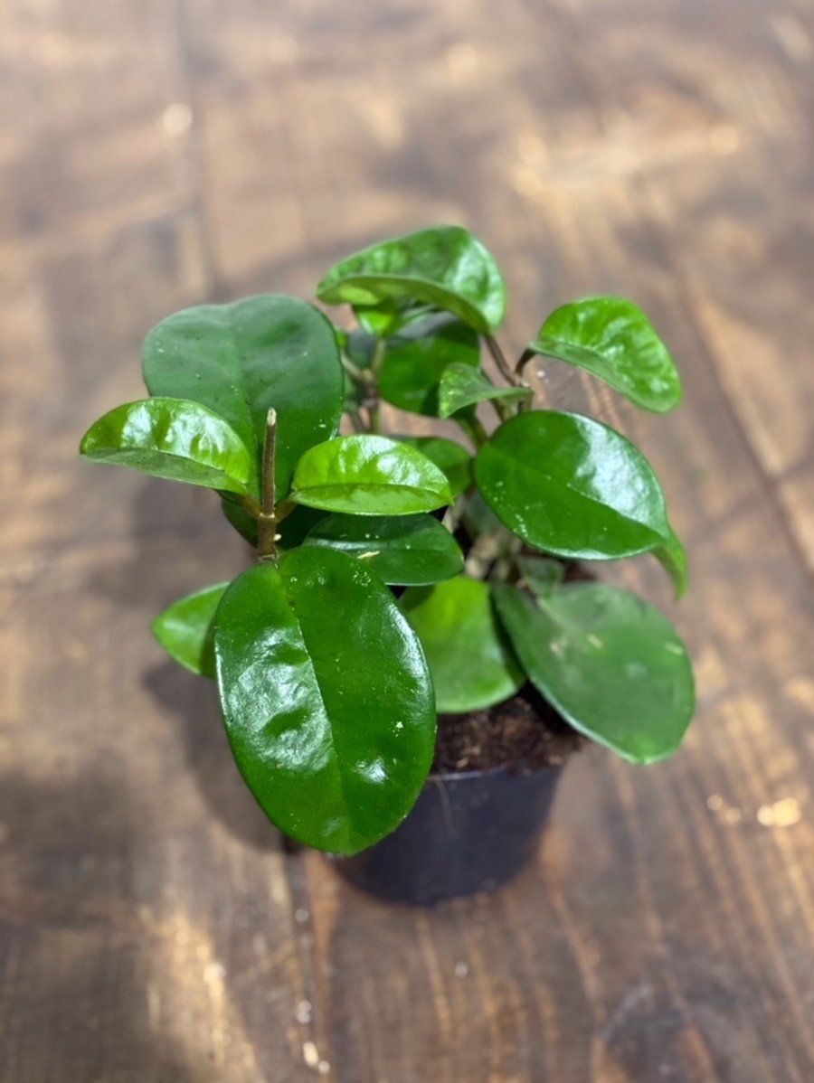 4" Hoya Carnosa Big White plant photo