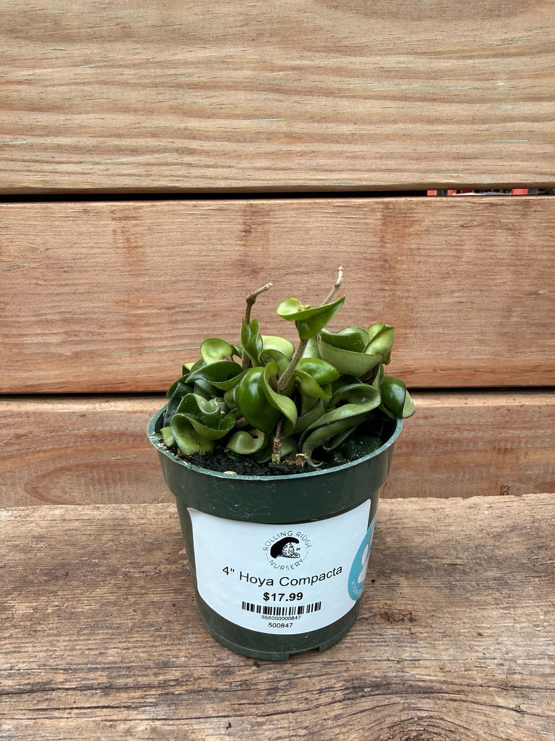 4" Hoya Compacta