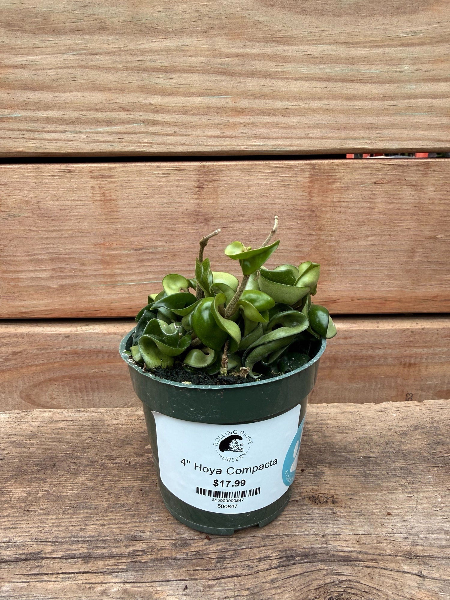 4" Hoya Compacta
