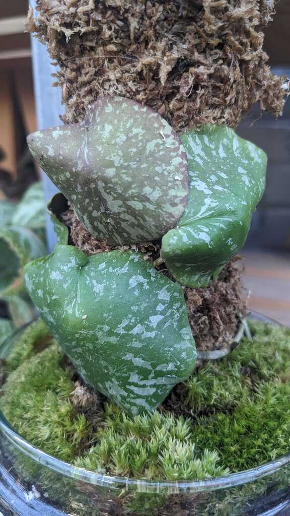 Hoya Imbricata