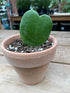 Hoya Kerrii Heart