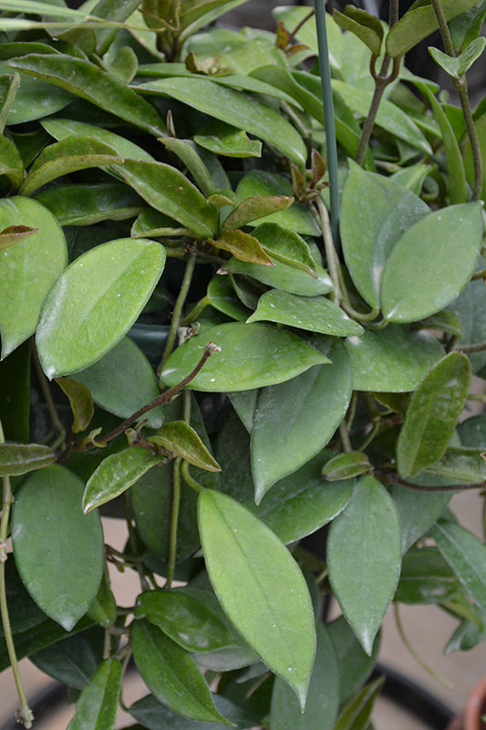 2" Hoya