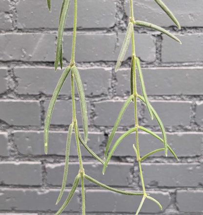 Hoya linearis