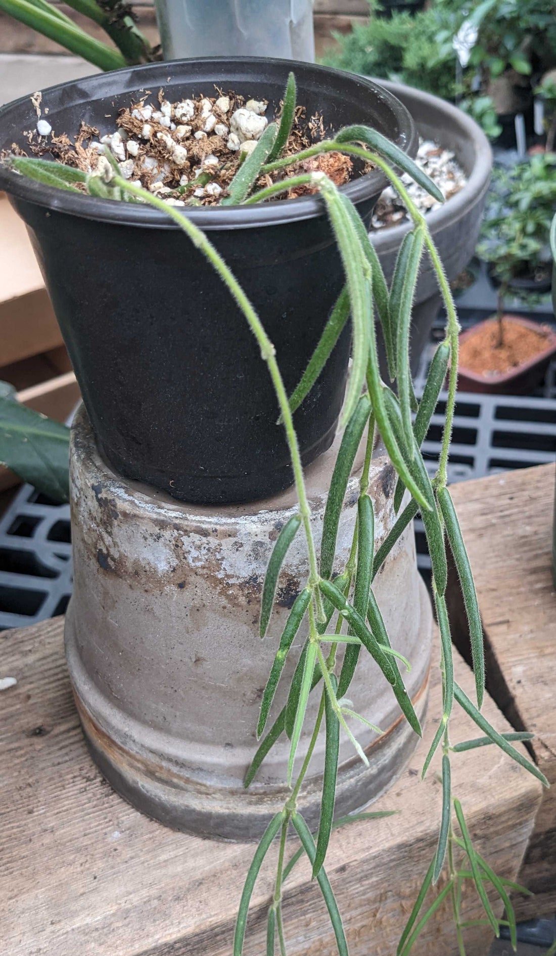Hoya linearis