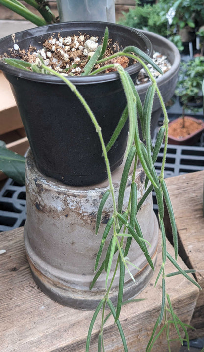 Hoya linearis