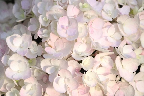 Hydrangea &