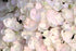 Hydrangea &