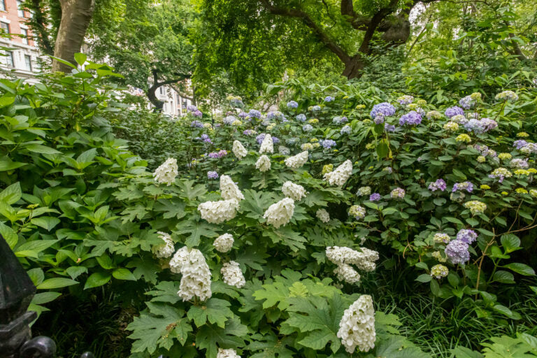 Hydrangea &