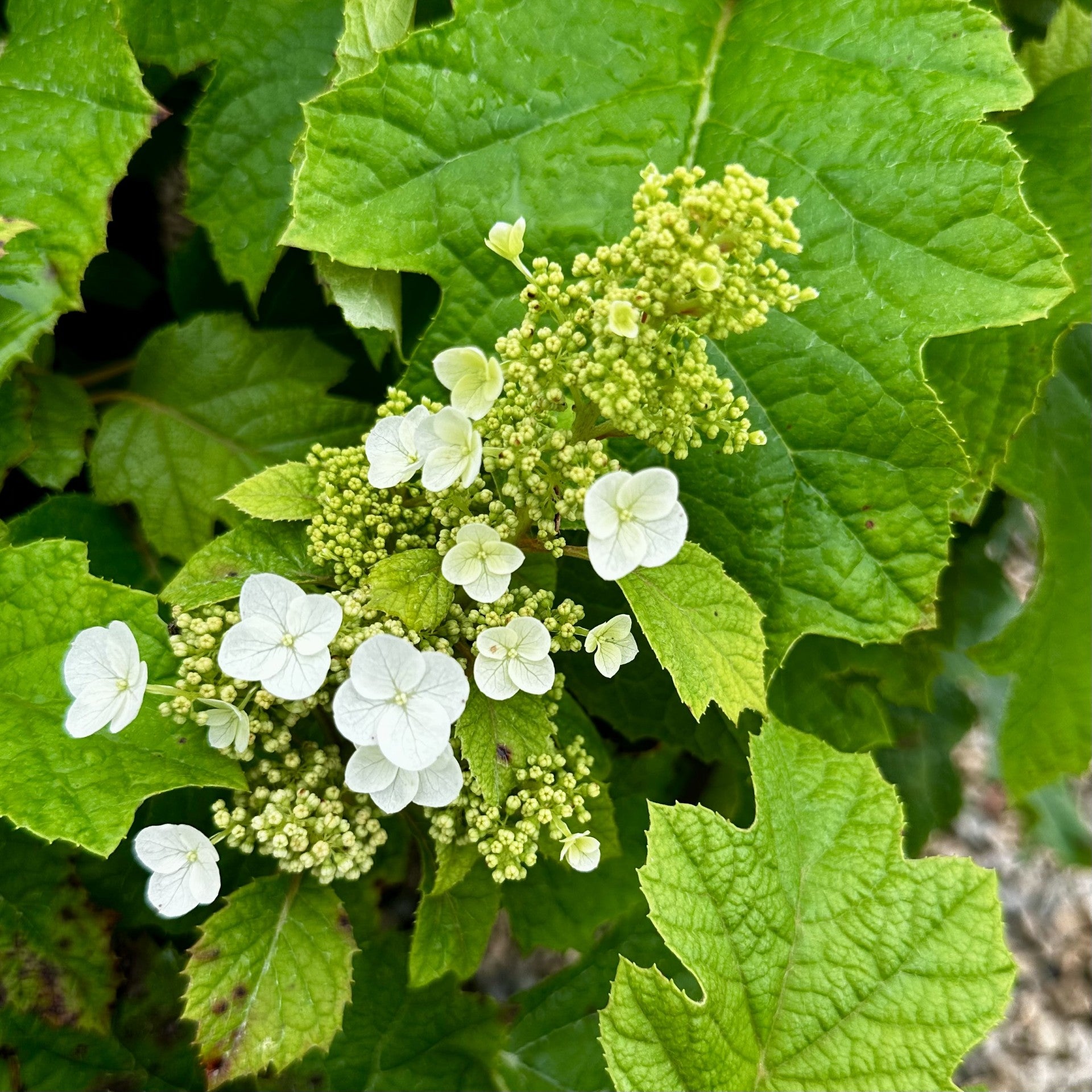 Hydrangea &