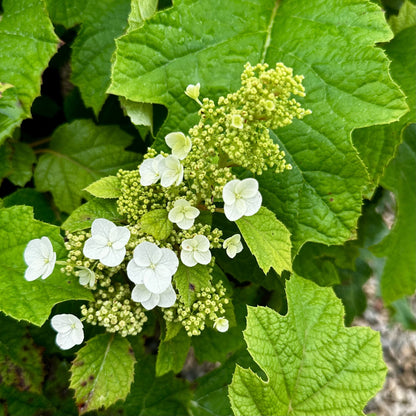 Hydrangea &