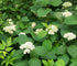 Native Hydrangea 