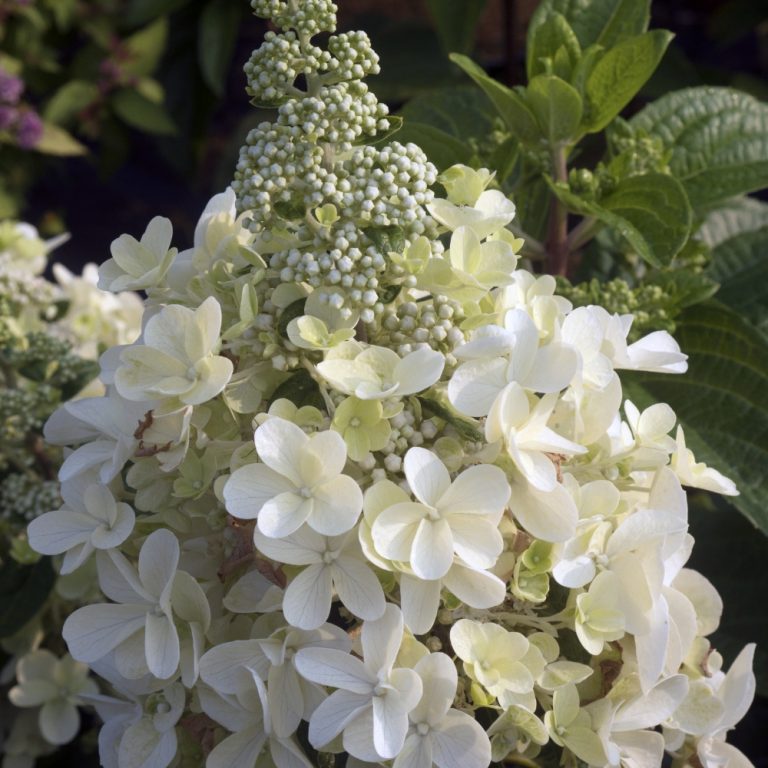 Hydrangea &