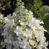 Hydrangea &