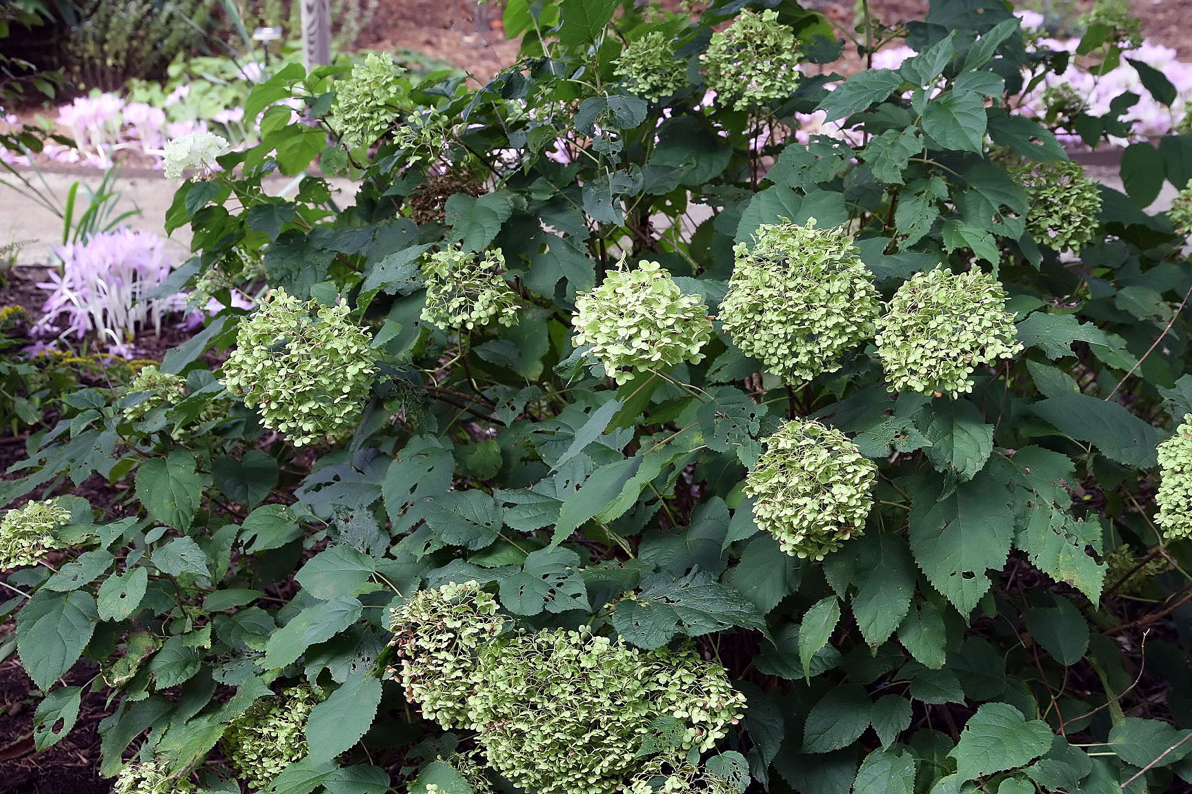 Hydrangea &