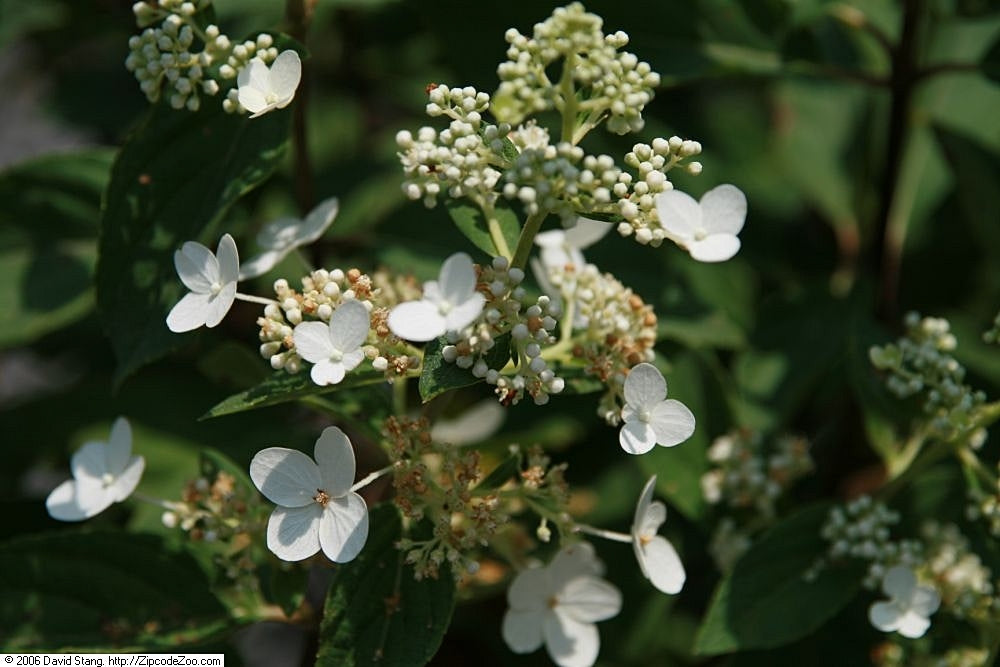 Hydrangea &