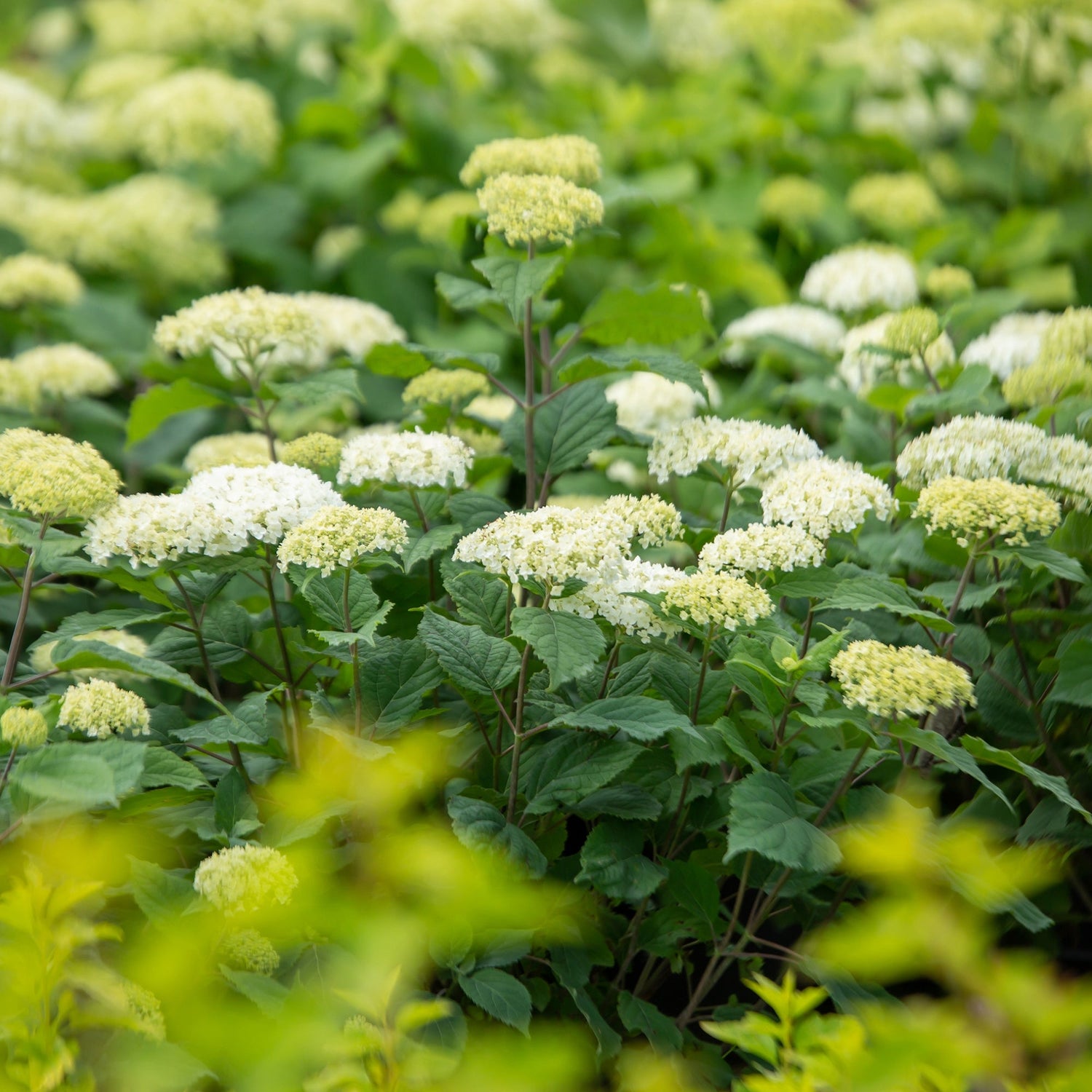 Hydrangea &