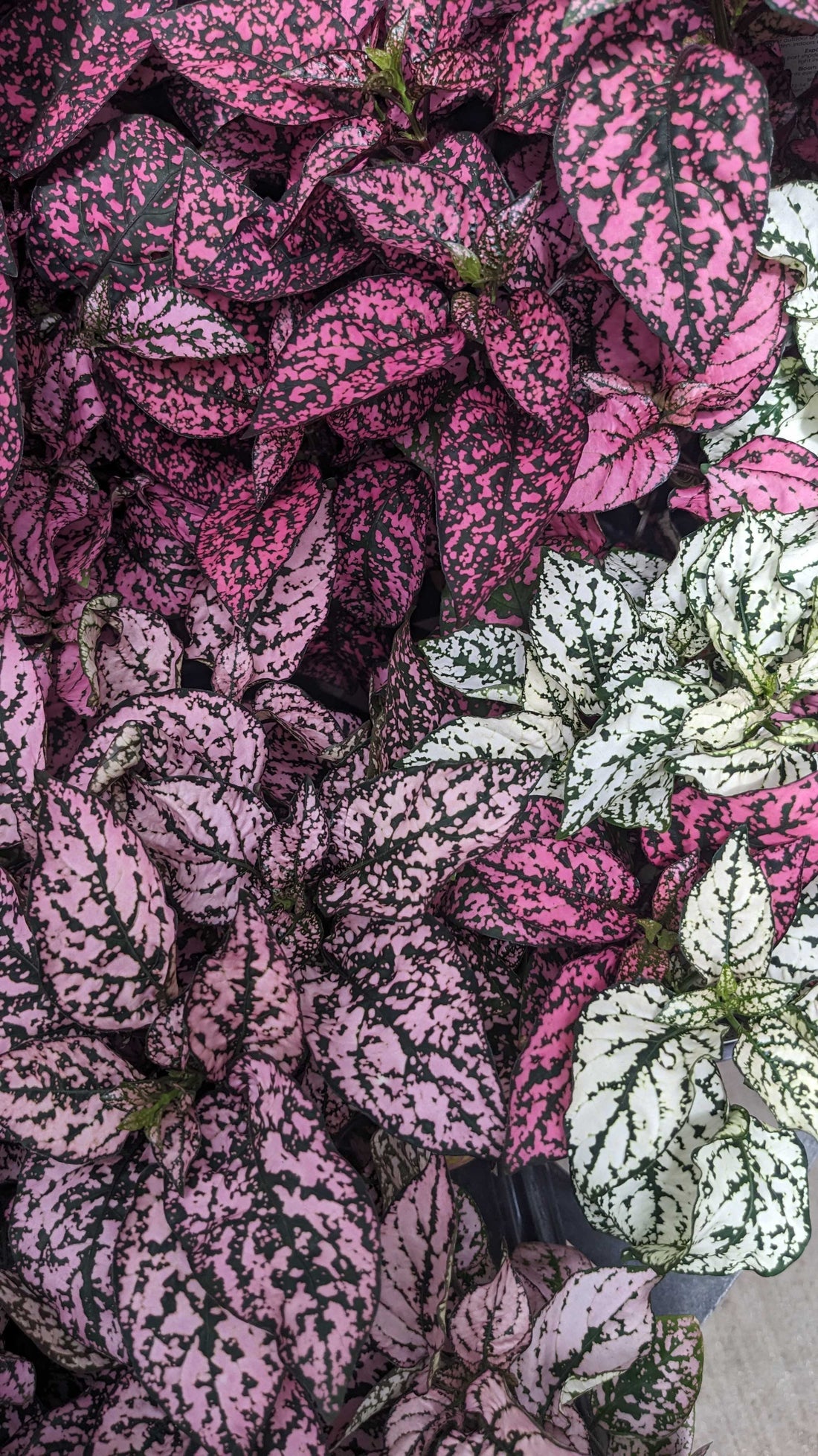 Hypoestes