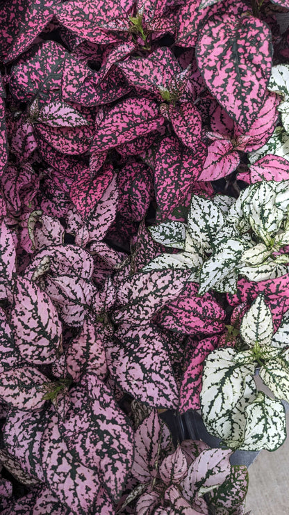 Hypoestes