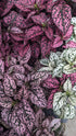 Hypoestes