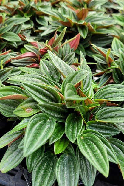 4" Peperomia Rosso