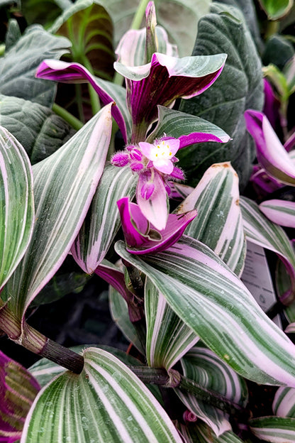 4" Tradescantia Nanouk
