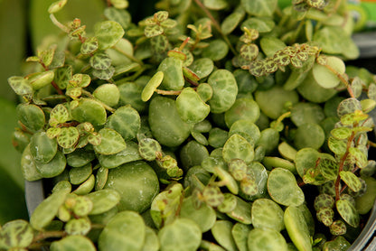 2" Peperomia String of Turtles
