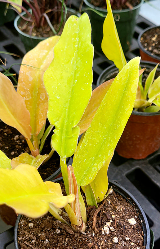 6" Philodendron Golden Crocodile