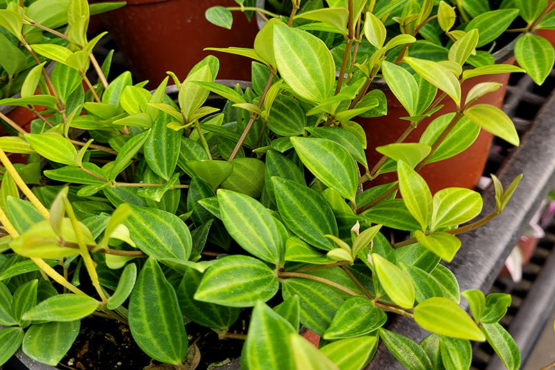 4" Peperomia Angulata