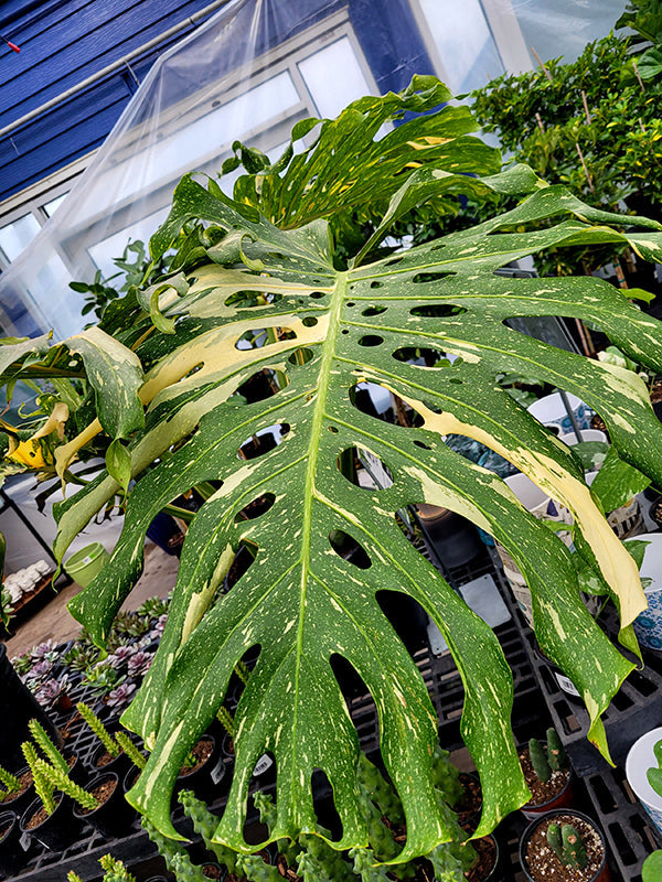 6" Monstera Thai Constellation plant photo