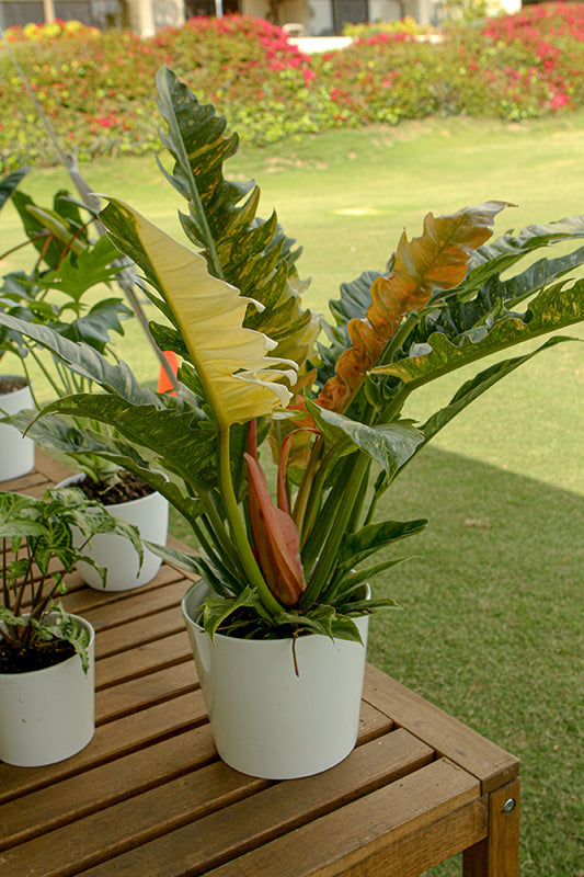 4.5" Philodendron Ring of Fire plant photo