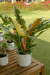 4" Philodendron Ring of Fire plant photo