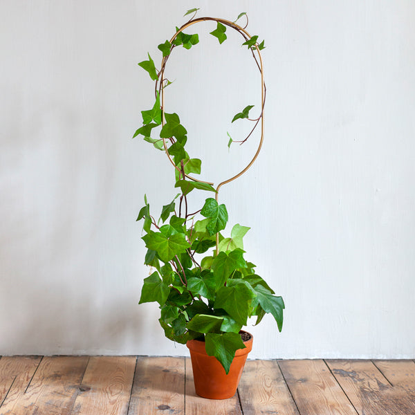 Botanopia Golden plant stake arch