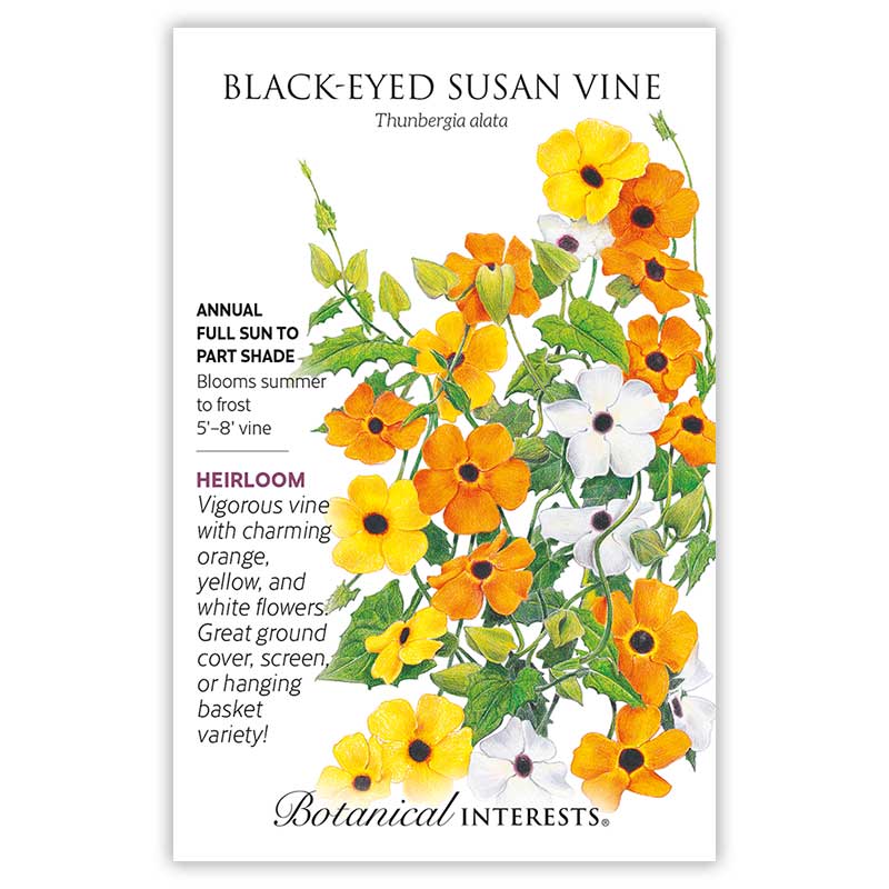 Black-Eyed Susan Vine Seed Packet