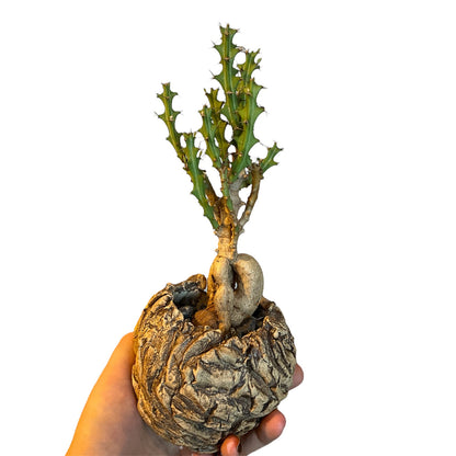 3" Euphorbia Knuthii plant photo