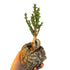 3" Euphorbia Knuthii plant photo