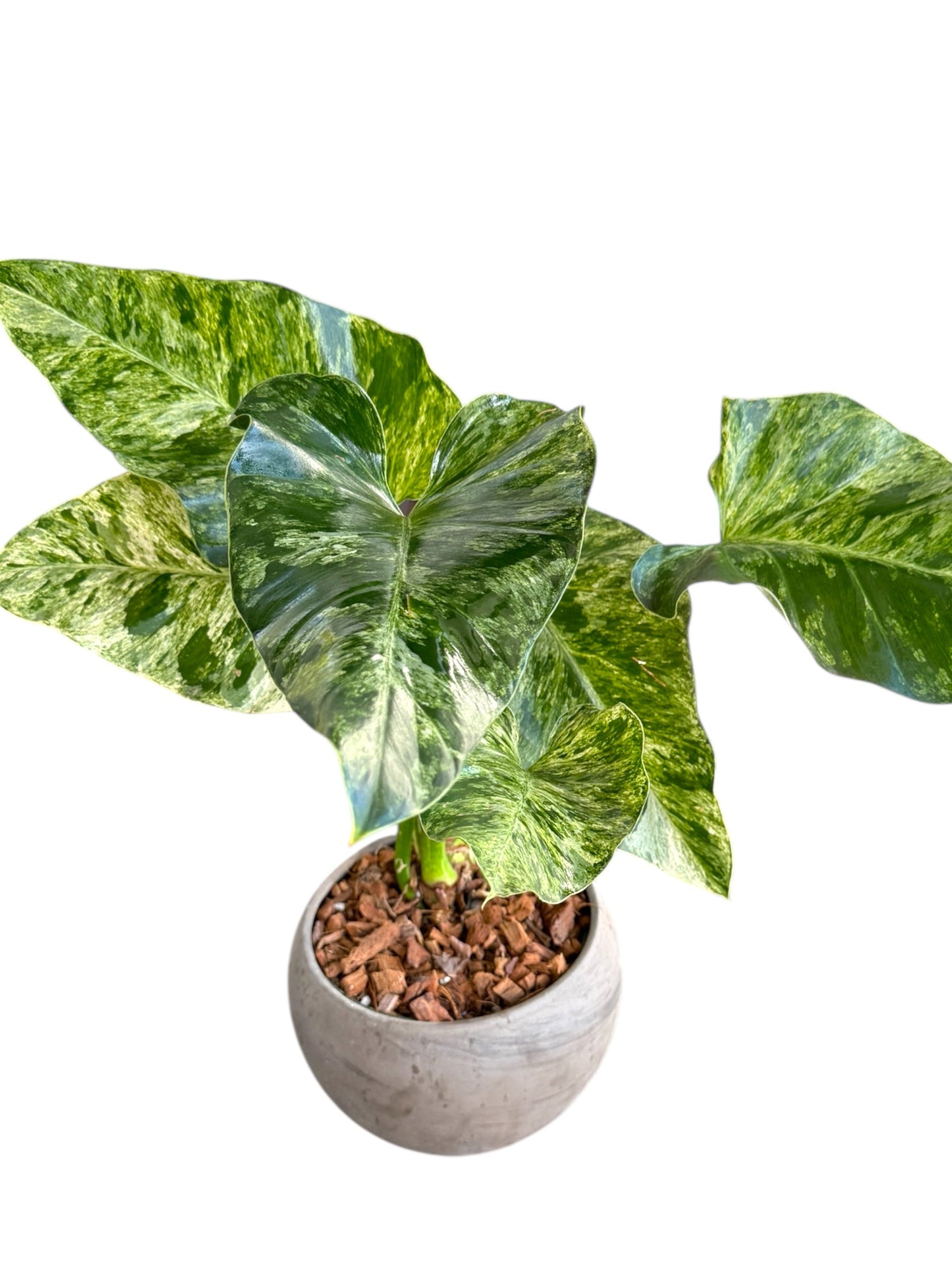 4" Philodendron Blizzard plant photo