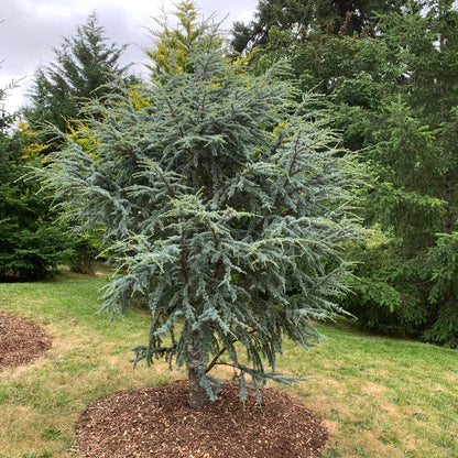 Atlas Cedar &