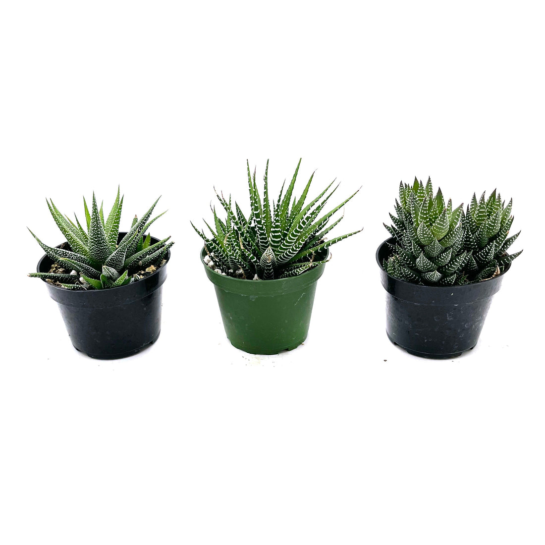 3" Haworthia plant photo