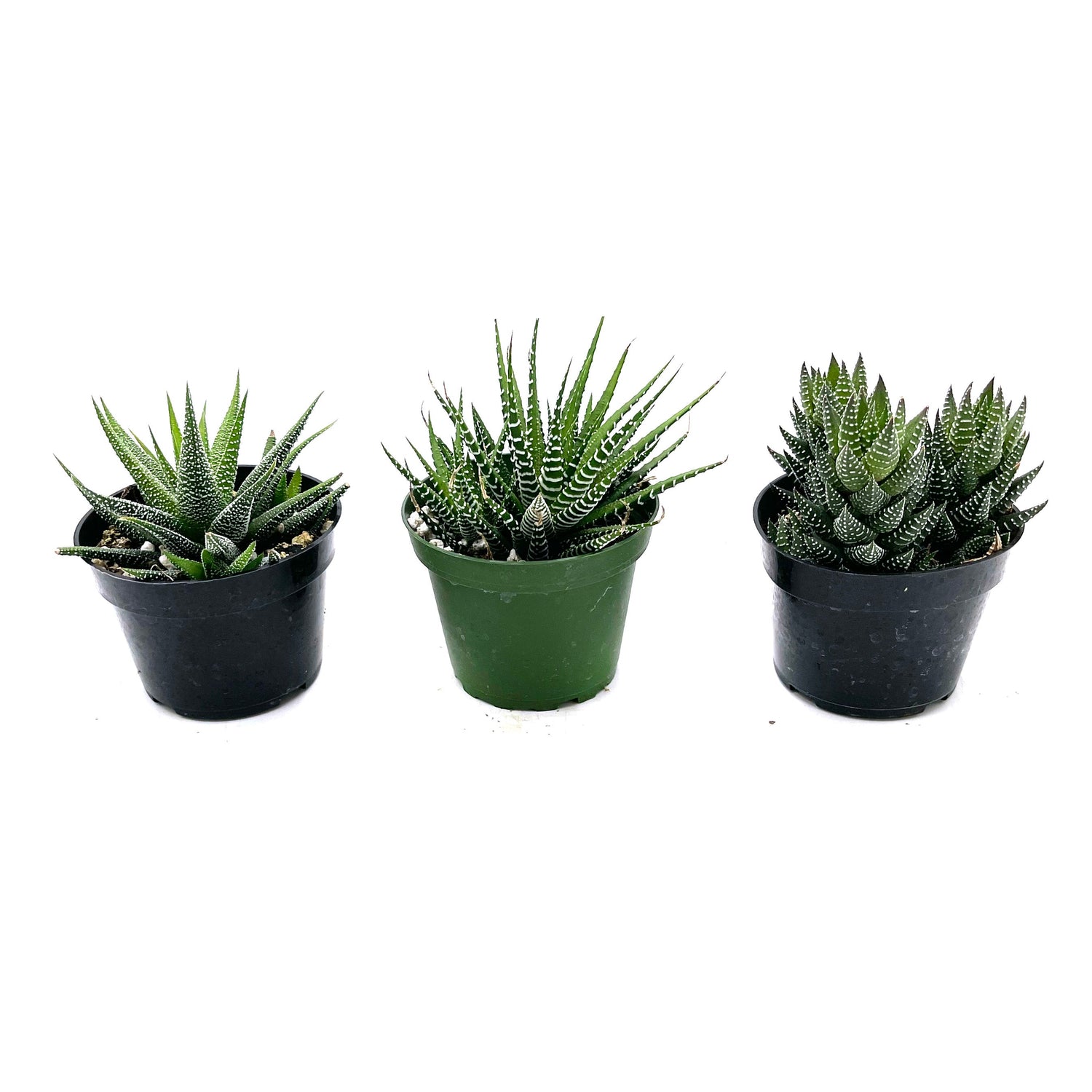 3" Haworthia plant photo