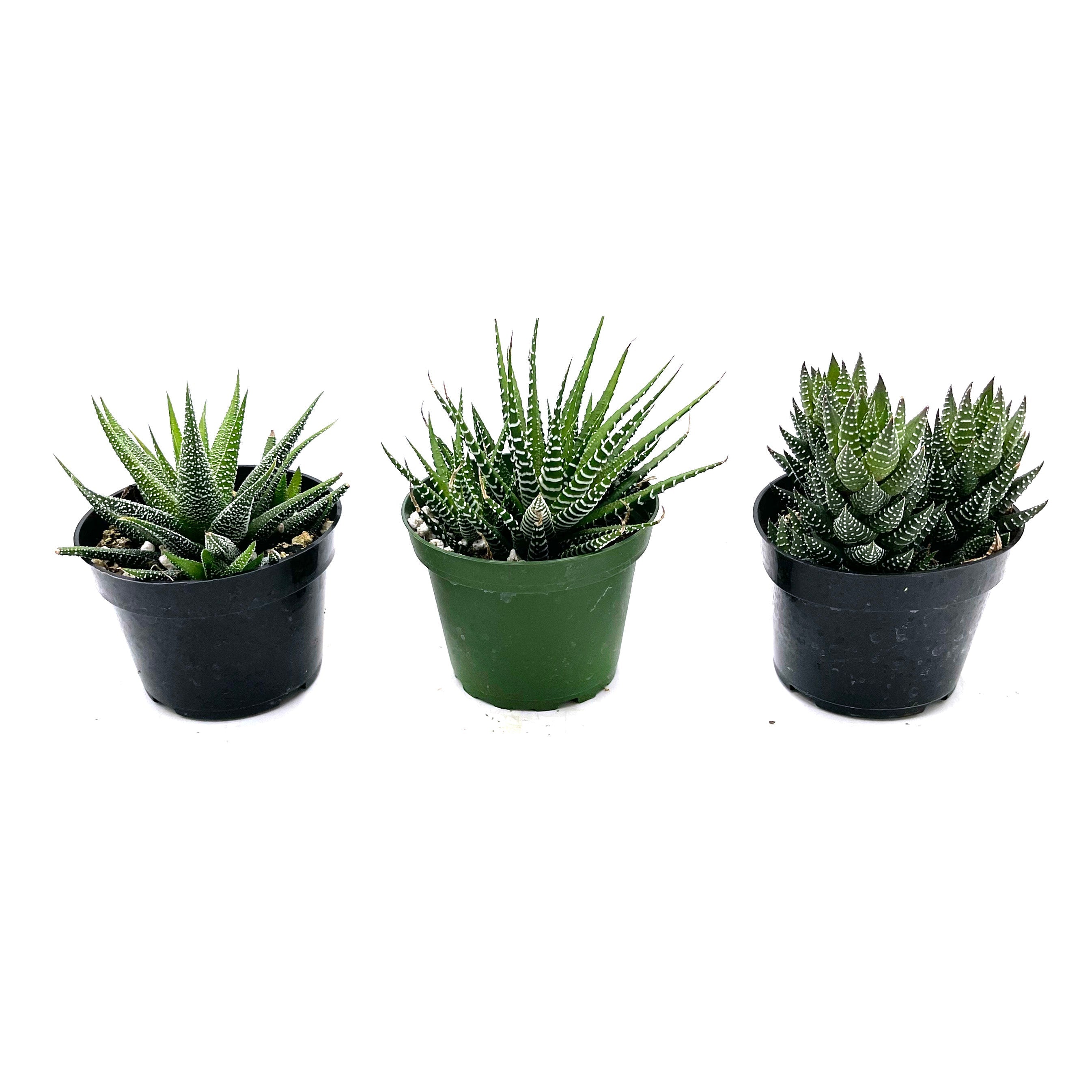 3" Haworthia plant photo