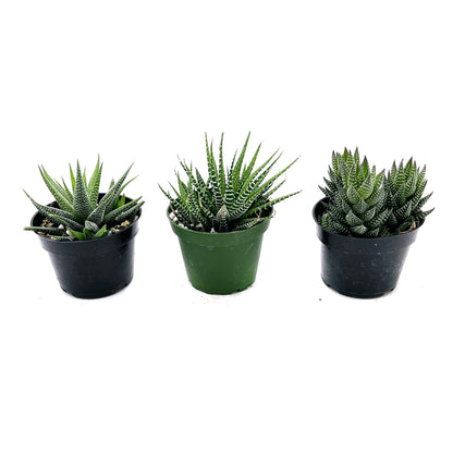 3" Haworthia plant photo