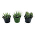 3" Haworthia plant photo