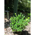 Boxwood &