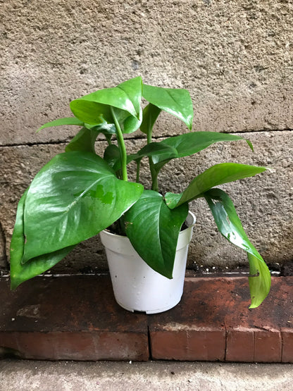6" Pothos Green Queen plant photo