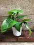 6" Pothos Green Queen plant photo