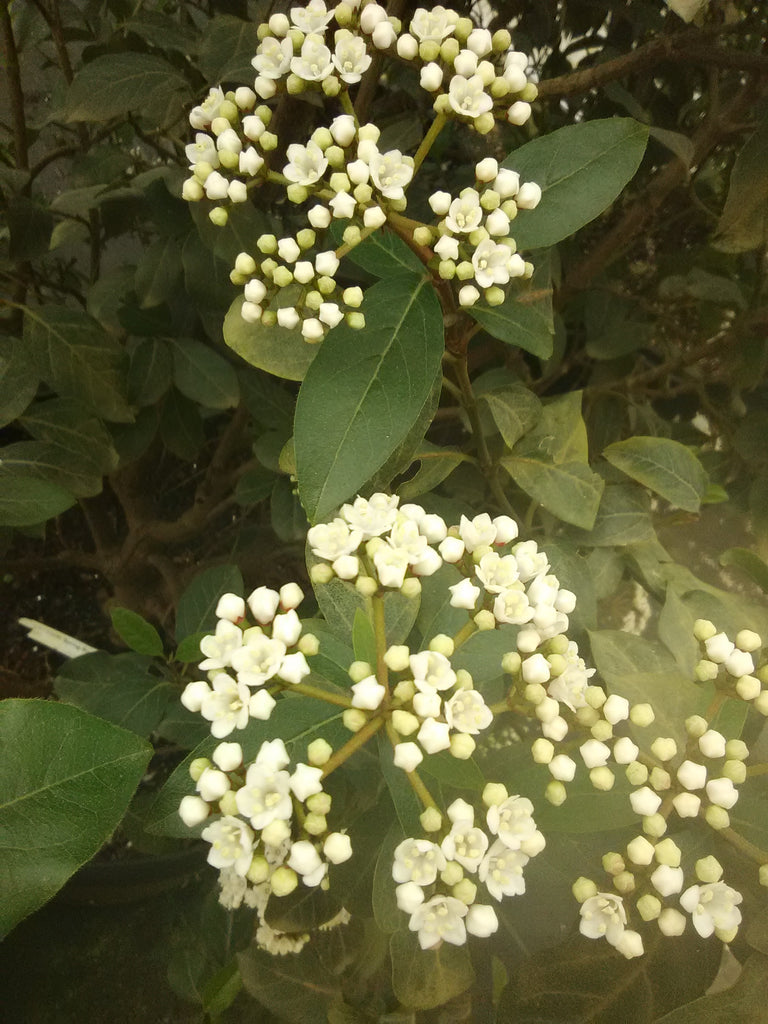 Viburnum &