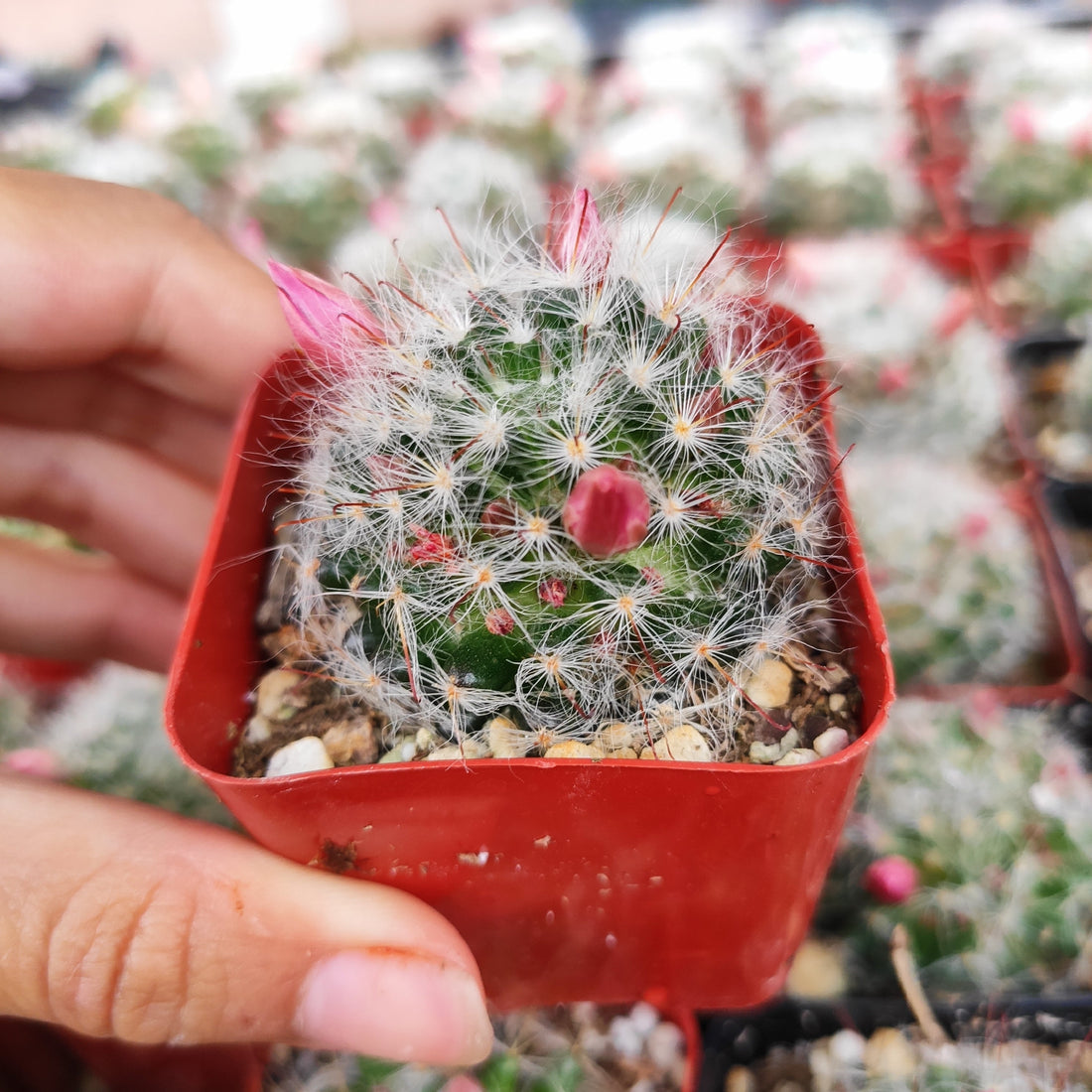 5"Cactus Mammillaria Baumii Crest plant photo