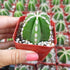 6" Cactus Mexican Fencepost plant photo