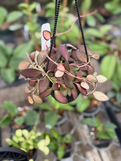 4" Hoya aff. burtoniae plant photo