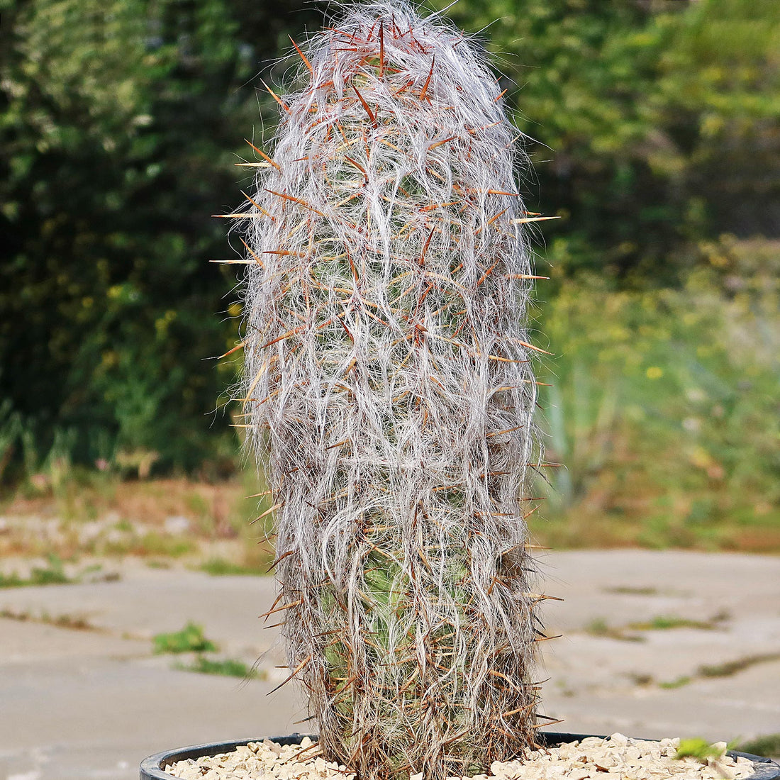 6" Cactus Oreocereus densilanatus plant photo